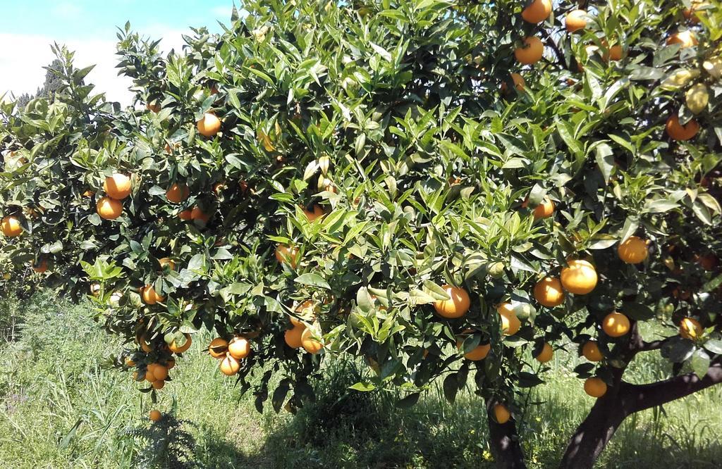 B&B Il Giardino Di Zefiro Gioiosa Marea Εξωτερικό φωτογραφία